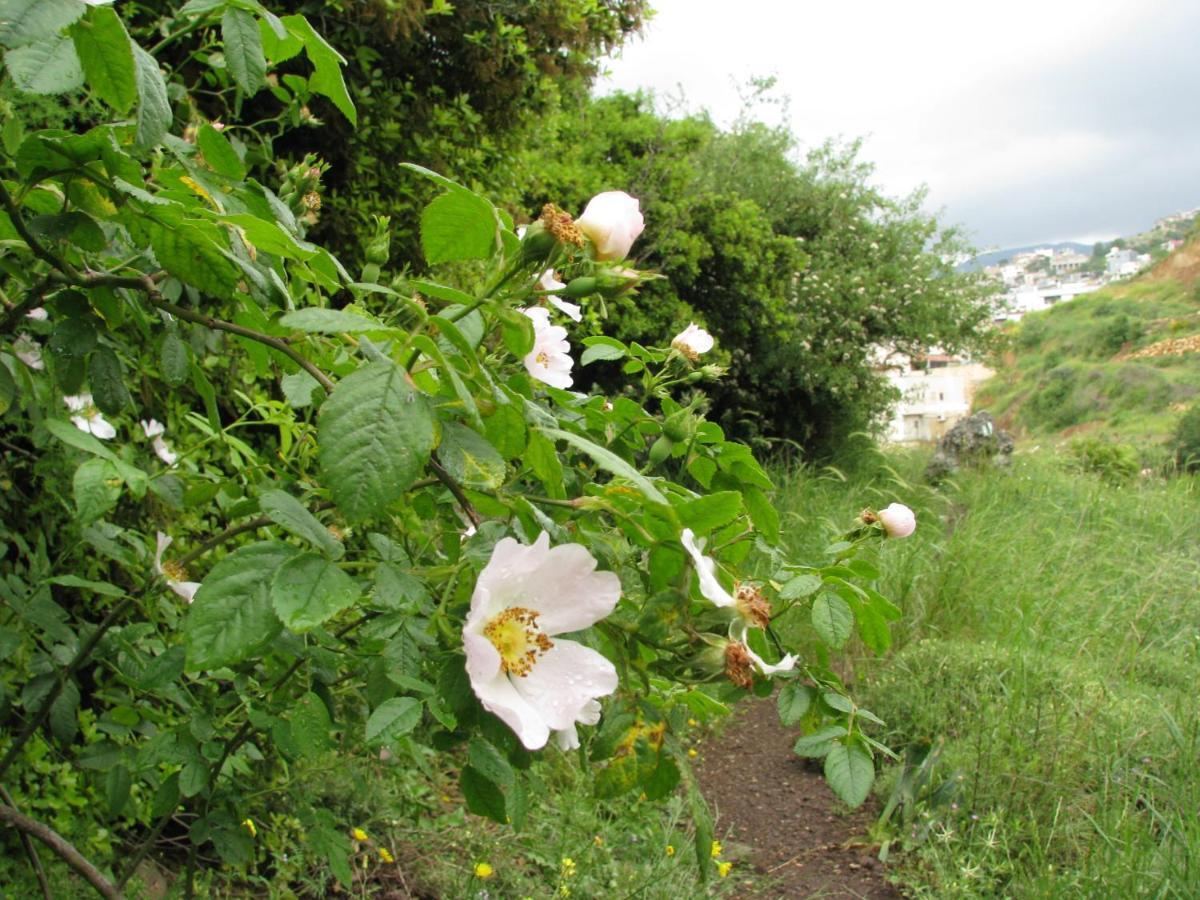 עין קנייא Tourism In The Village מראה חיצוני תמונה